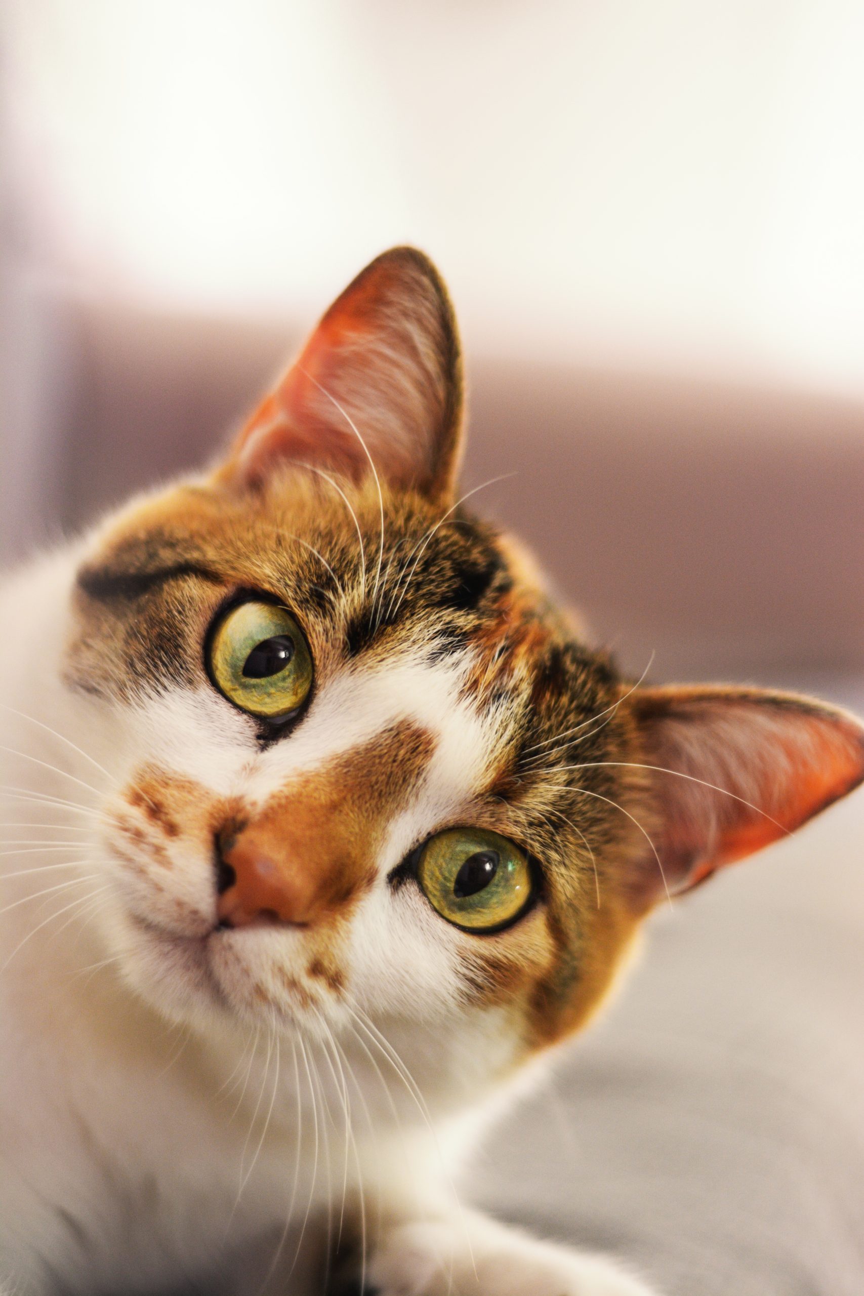 Closeup vertical shot of a cute European Shorthair cat looking at the camera on a blurred background